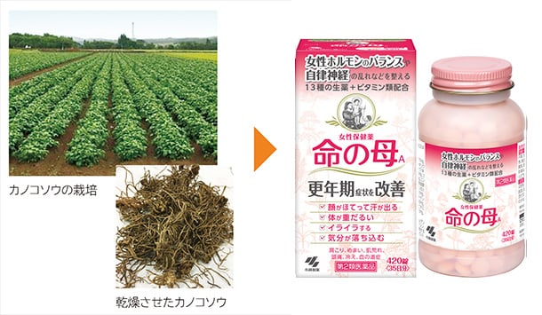 左に「カノコソウの栽培」と「乾燥させたカノコソウ」右矢印が真ん中にあり、右の「命の母」