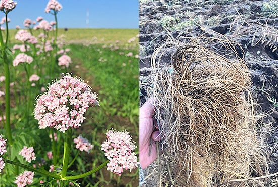 薬用植物カノコソウの写真。左は野原に咲く淡いピンク色の花、右は掘り上げたカノコソウの根の様子。