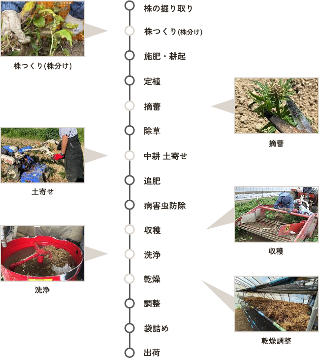 薬用植物カノコソウの栽培から出荷までの工程を示した図。株の掘り取り、株つくり、施肥・耕起、定植、摘蕾、除草、中耕土寄せ、追肥、病害虫防除、収穫、洗浄、乾燥、調整、袋詰め、出荷までの流れを写真とともに示している。