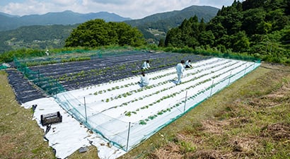 山に囲まれた畑で、生薬となる植物を栽培する圃場の様子。防護ネットに囲まれた畝で作業をする人々が写っている。