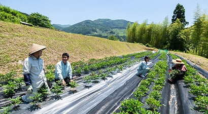 山に囲まれた畑で、生薬となる植物を栽培する圃場の様子。畝に植えられた植物の間で作業する人々が写っている。