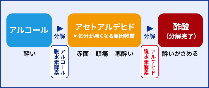 酒残り の症状とアルピタンgのメカニズム アルコールによる不調を改善 アルピタンシリーズ 小林製薬