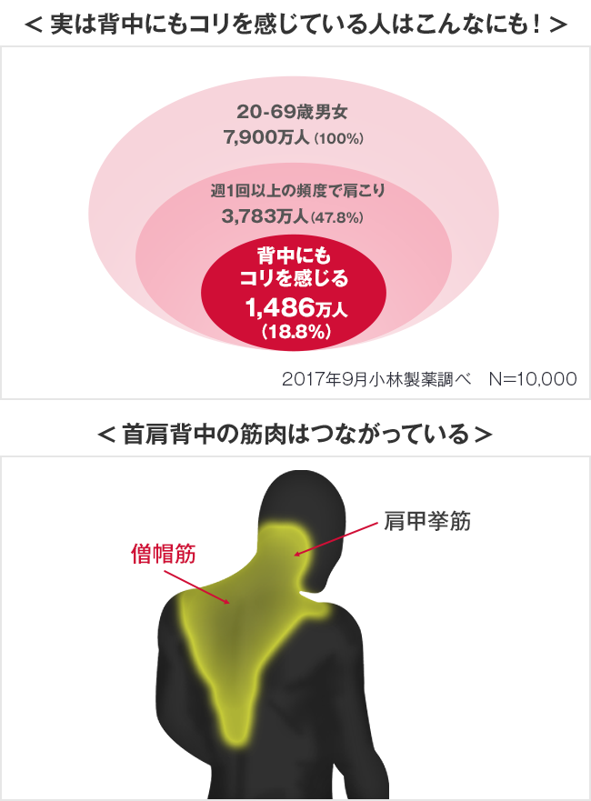 背中にもコリを感じている人は20歳-69歳の男女では18%以上。首・肩・背中の筋肉はつながっています