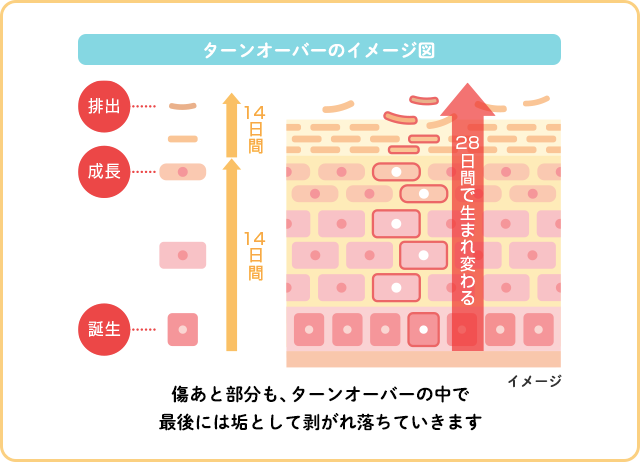 ターンオーバーのイメージ図
