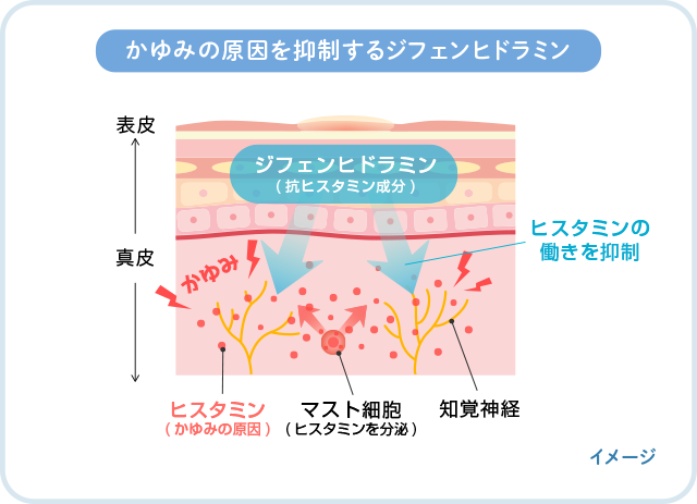 抗ヒスタミン成分ジフェンヒドラミンの働き