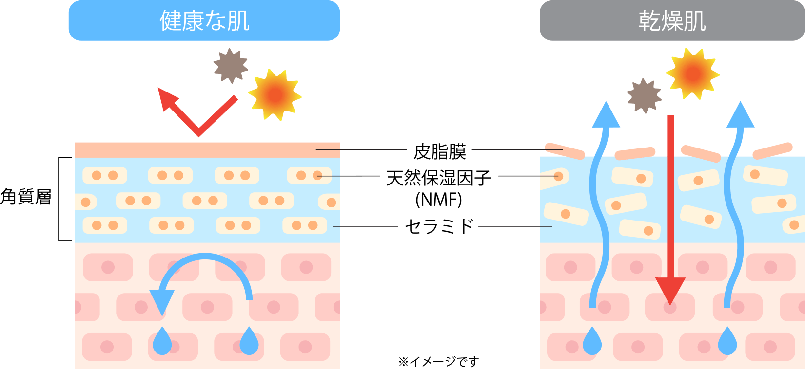 健康な肌と乾燥肌の図