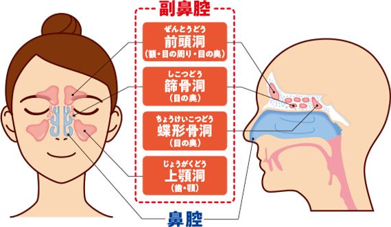 副鼻腔 前頭洞ぜんとうどう （額・目の周り・目の奥） 篩骨洞 しこつどう （目の奥） 蝶形骨洞 ちょうけいこつどう（目の奥） 上顎洞 じょうがくどう（歯・顎） 鼻腔