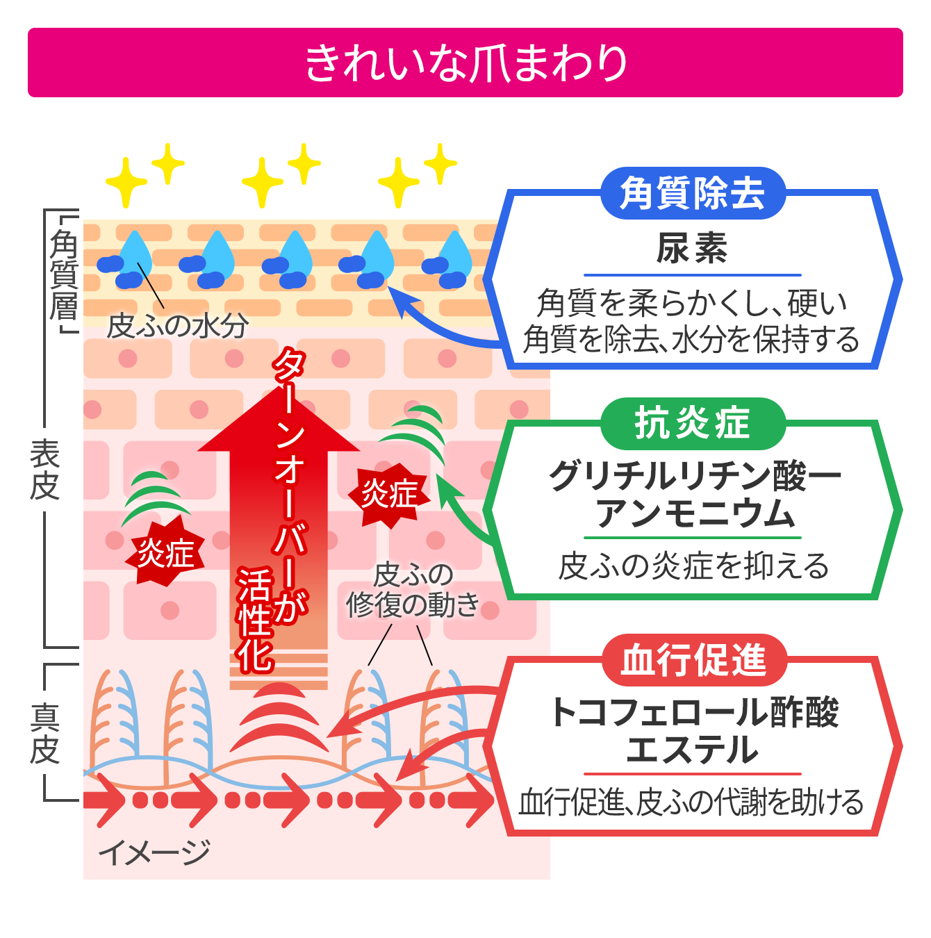 きれいな爪まわりの皮ふ 簡略図