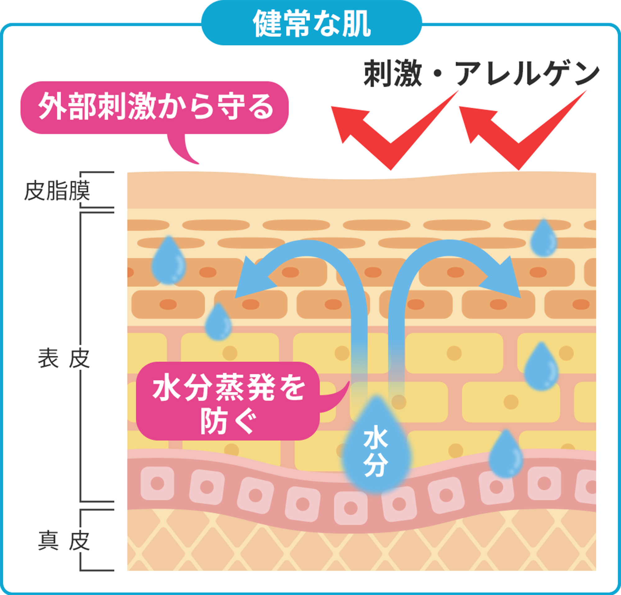 健常な肌