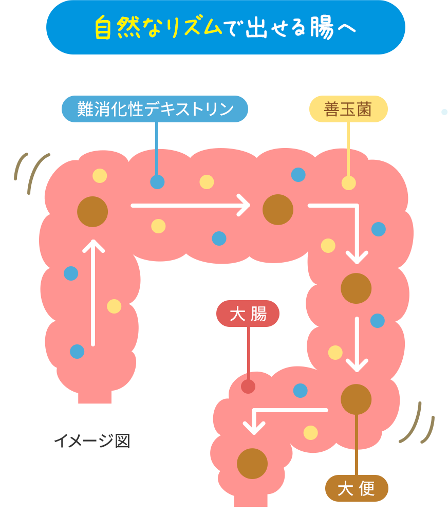 自然なリズムで出せる腸へ
