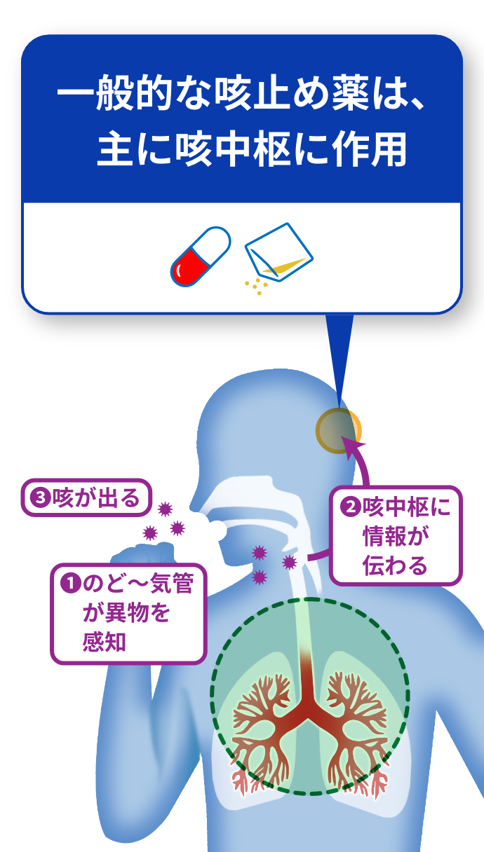 1.のど～気管が異物を感知 2.咳中枢に情報が伝わる 3.咳が出る 一般的な咳止め薬は、主に咳中枢に作用