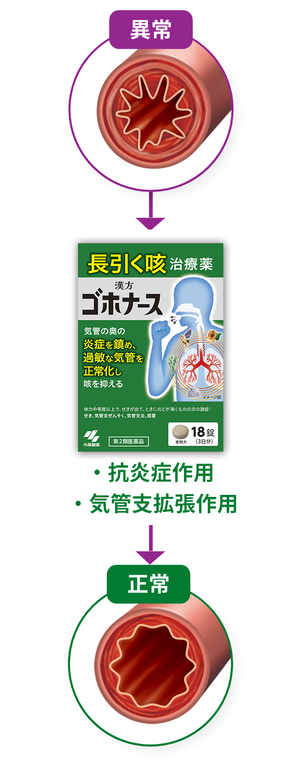 ・抗炎症作用 ・気管支拡張作用