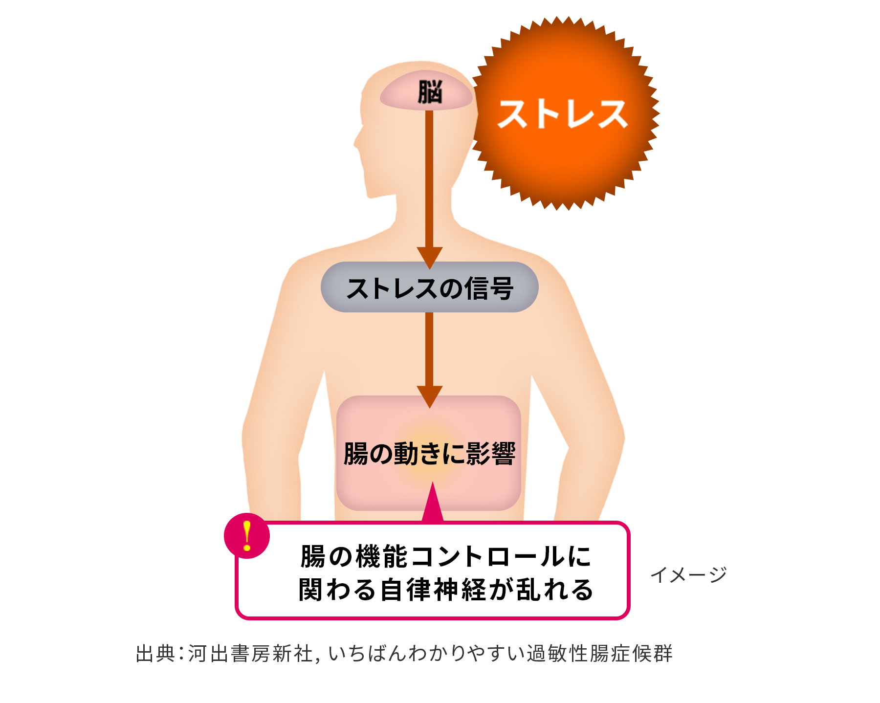 図：腸の機能コントロールに関わる自律神経が乱れる