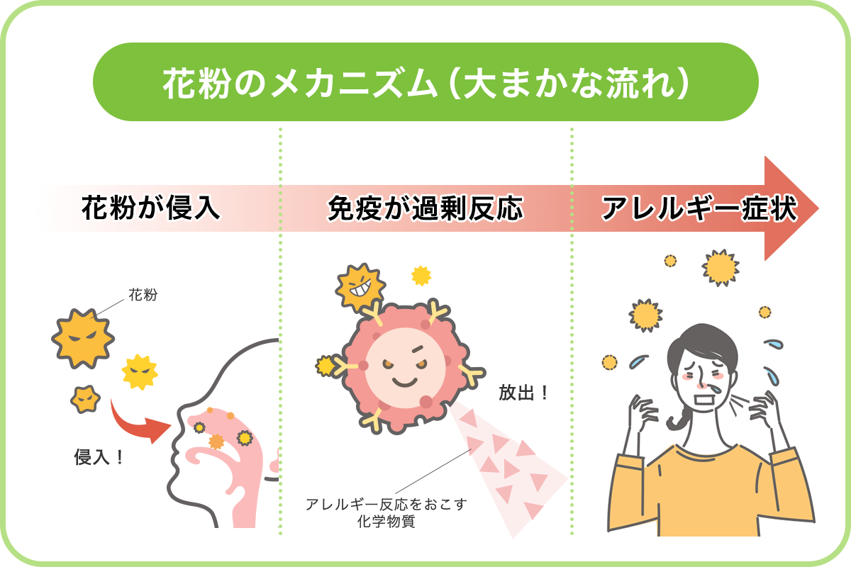 花粉のメカニズム