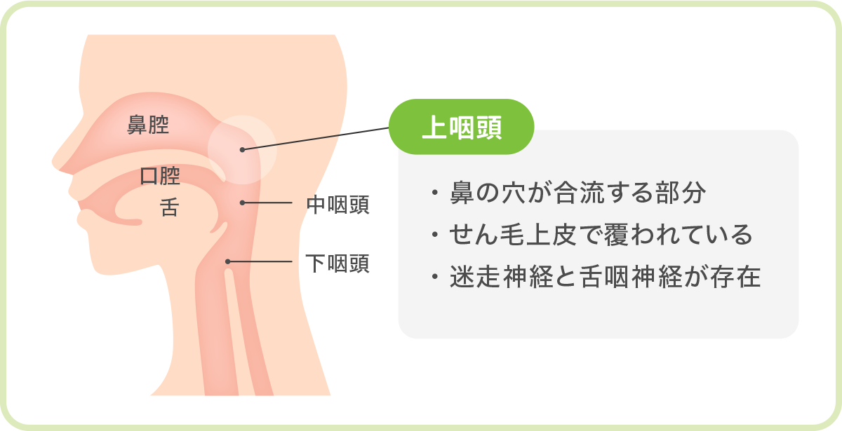 上咽頭
