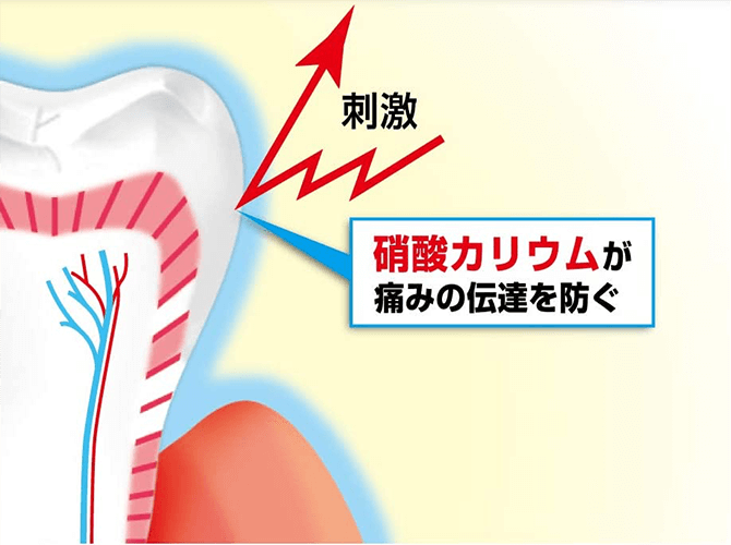 硝酸カリウムが痛みの伝達を防ぐイメージ図