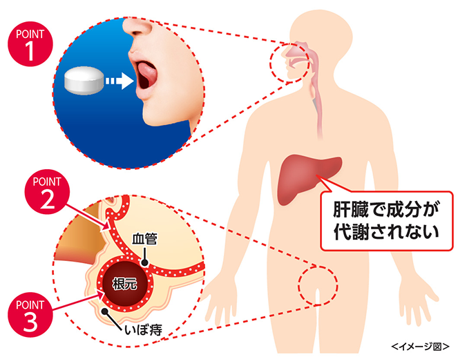 肝臓で成分が代謝されない