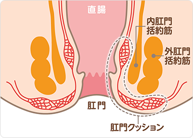 お尻の構造（正常な状態）