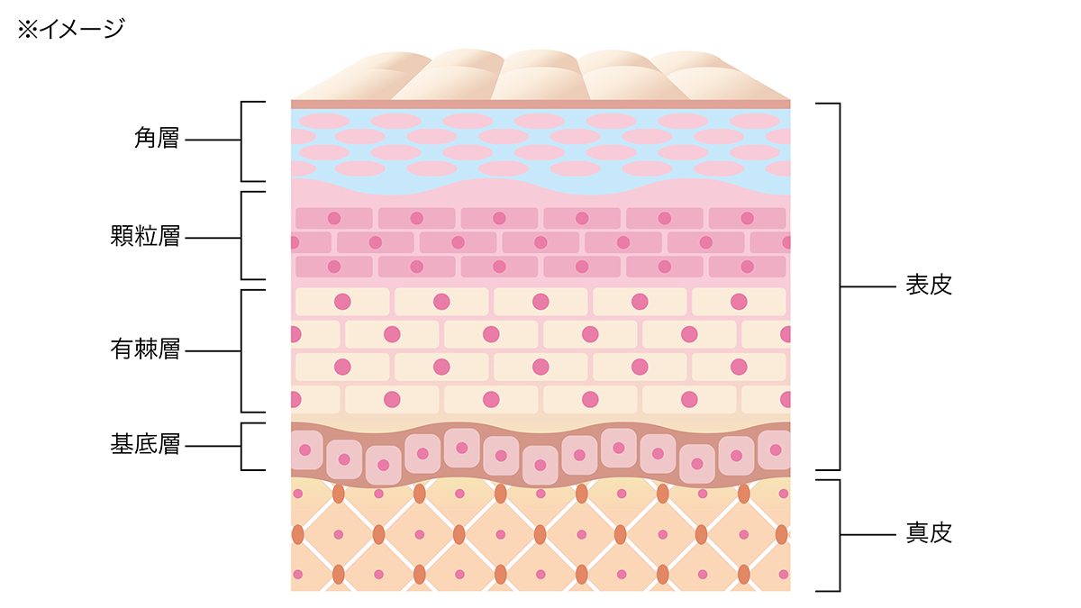 肌の重要成分「セラミド」とは？