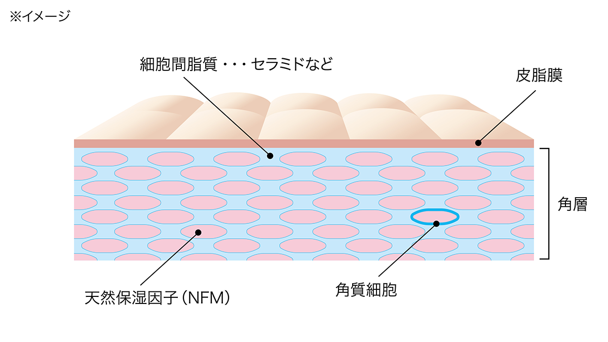 肌には3つの保湿因子がある