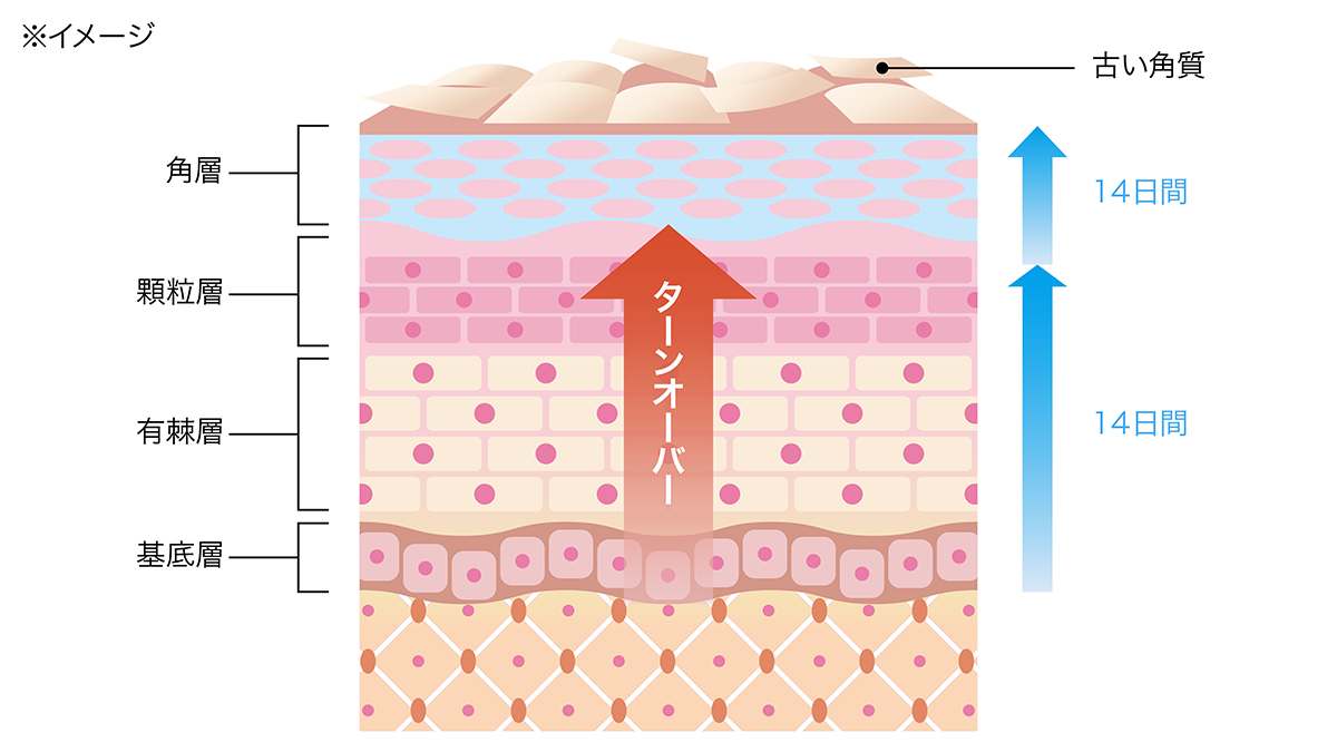 セラミドは「肌のターンオーバー」で作られる