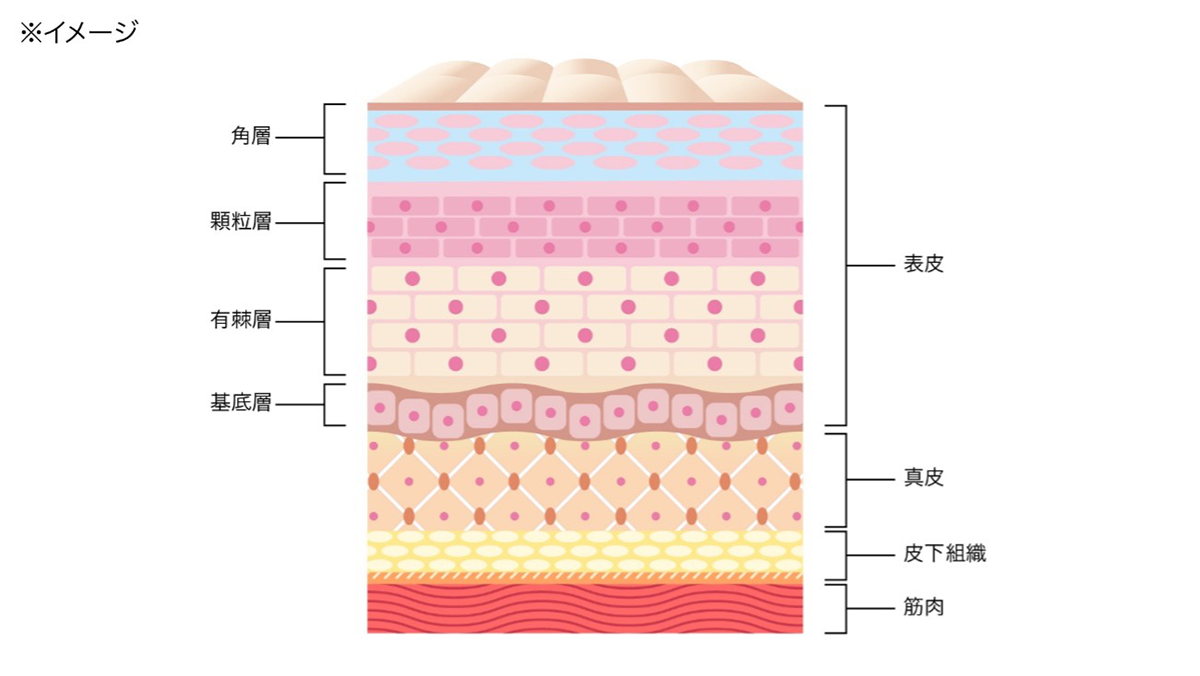 敏感肌に関係する「肌構造とバリア機能」