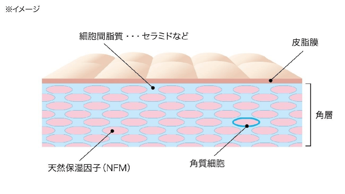 肌を守るためには「角層」が重要