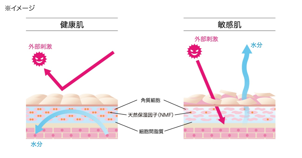 バリア機能が低下すると敏感肌につながる