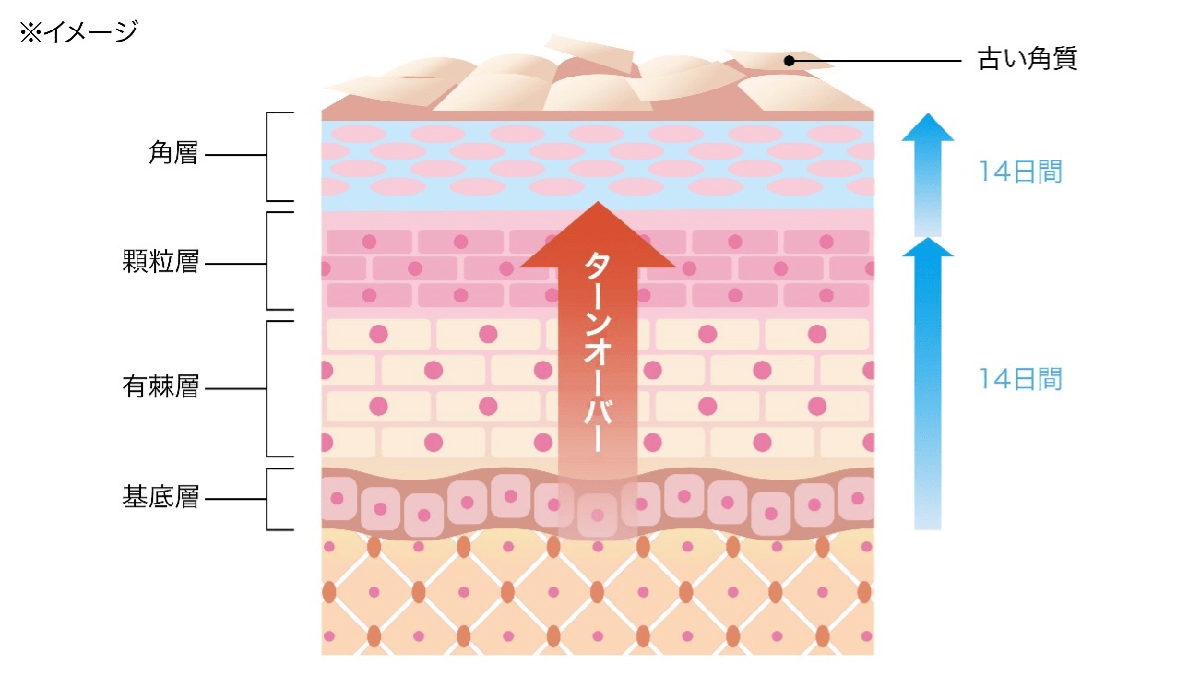 ターンオーバーの仕組み