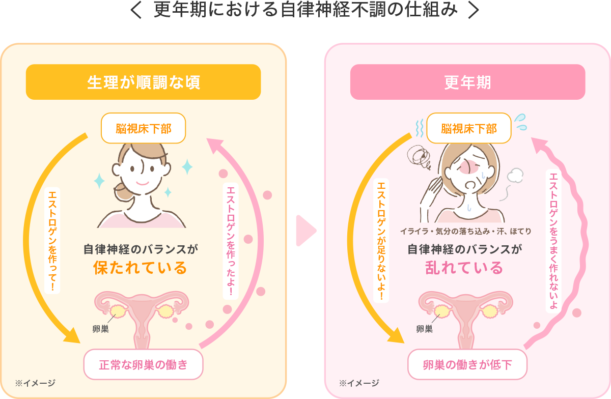 更年期における自律神経不調の仕組み