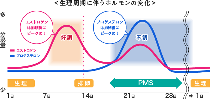 ＜生理周期に伴うホルモンの変化＞