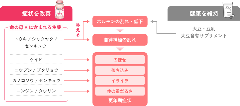 症状を改善 命の母Aに含まれる生薬 トウキ シャクヤク センキュウ ケイヒ コウブシ ブクリョウ カノコソウ センキュウ ニンジン タウリン 整える ホルモンの乱れ・低下 自律神経の乱れ 更年期症状 のぼせ 落ち込み イライラ 体の重だるさ 健康を改善 大豆・豆乳 大豆含有サプリメント