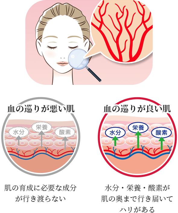 血の巡りが悪い肌 肌の育成に必要な成分が行き渡らない 血の巡りが良い肌 水分・栄養・酸素が肌の奥まで行き届いてハリがある