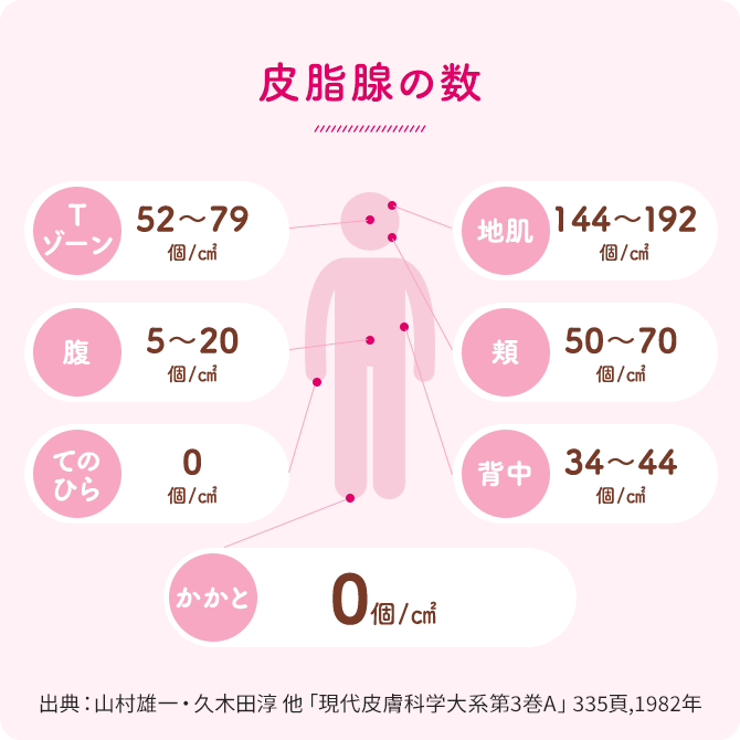かかとは乾燥しやすい構造 皮肪線の数 イメージイラスト