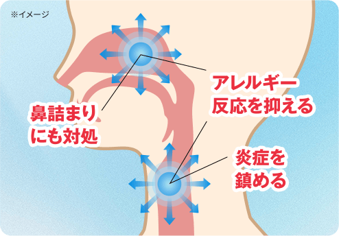 鼻詰まりにも対処　アレルギー反応を抑える　炎症を鎮める※イメージ