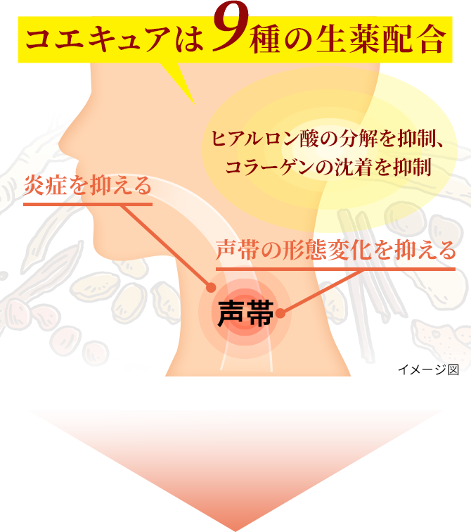 コエキュアは9種の生薬配合 ヒアルロン酸の分解を抑制、コラーゲンの沈着を抑制