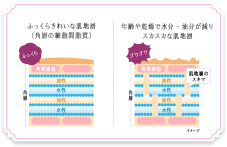 ふっくらきれいな肌地層（角層の細胞間脂質） 年齢や乾燥で水分・油分が減りスカスカな肌地層