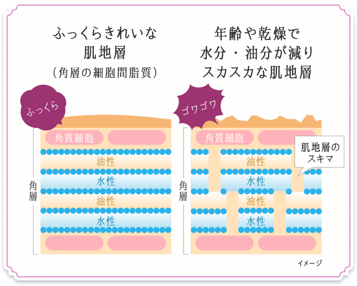 ふっくらきれいな肌地層（角層の細胞間脂質） 年齢や乾燥で水分・油分が減りスカスカな肌地層