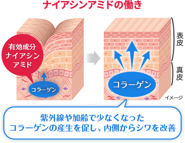 ナイアシンアミドの働き 紫外線や加齢で少なくなったコラーゲンの産生を促し、内側からシワを改善