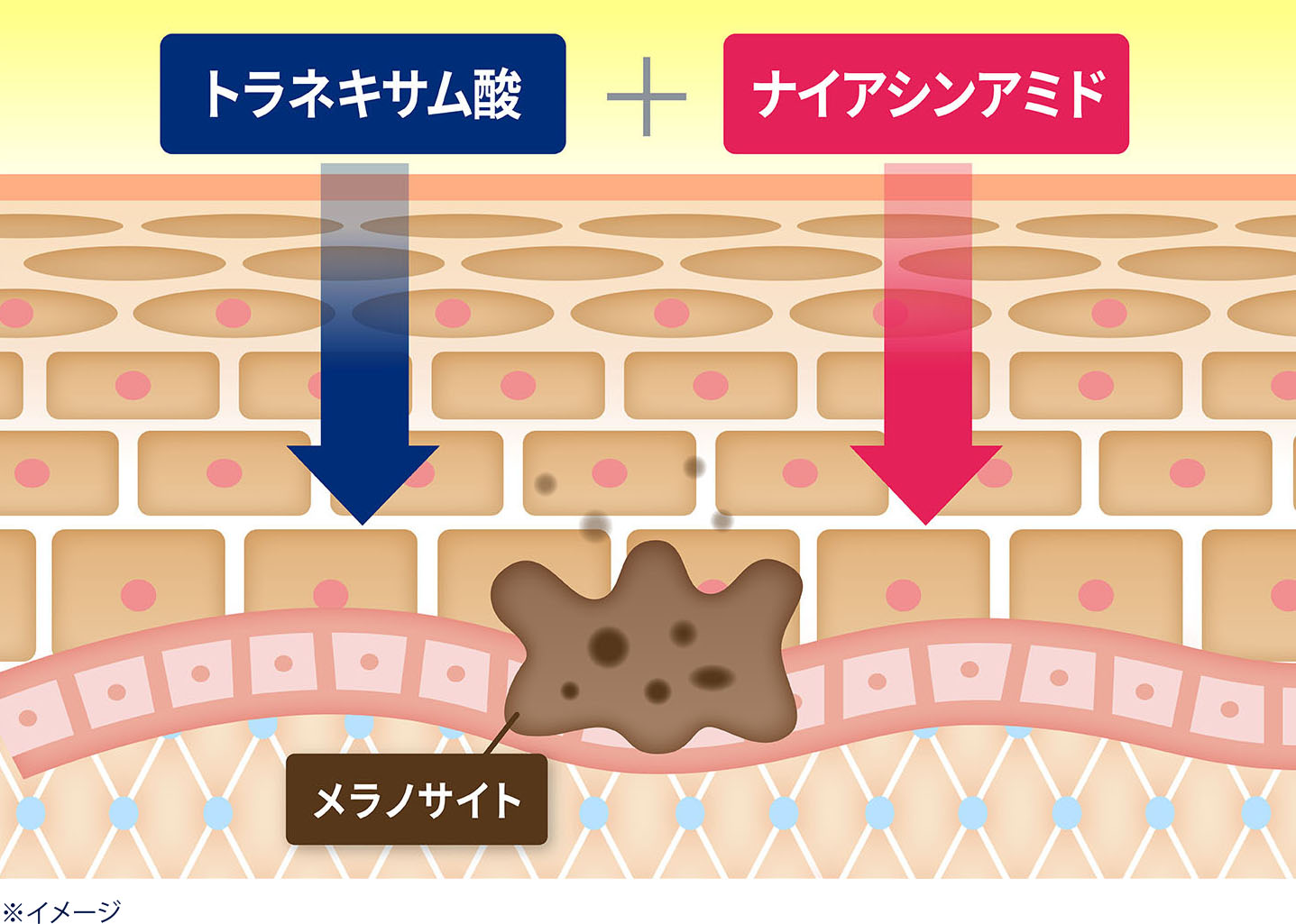イメージ画像