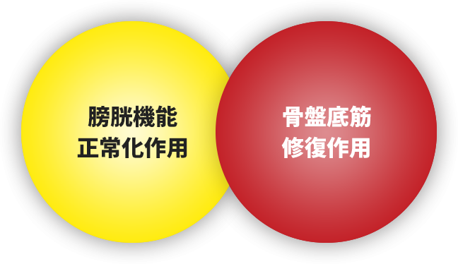 膀胱機能正常化作用、尿道圧迫改善作用