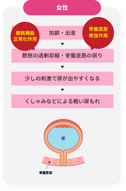 女性,加齢・出産,膀胱の過剰収縮（膀胱機能正常化作用）,少しの刺激で尿が出やすくなる,くしゃみなどによる軽い尿もれ