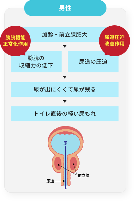 男性,加齢・前立腺肥大,膀胱の収縮力の低下（膀胱機能正常化作用）、尿道の圧迫（尿道圧迫改善作用）,尿が出にくくて尿が残る,トイレ直後の軽い尿もれ