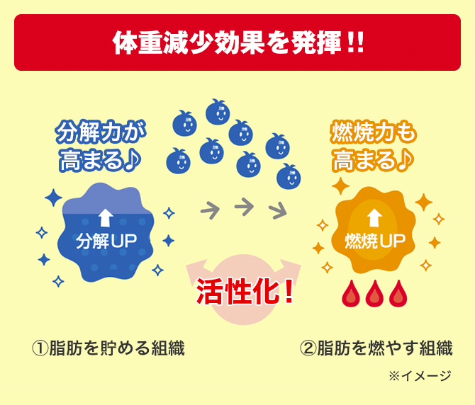 体重減少効果を発揮！！ ①脂肪を貯める組織 分解力が高まる♪ 分解UP 活性化！ ②脂肪を燃やす組織 燃焼力も高まる♪ 燃焼UP 