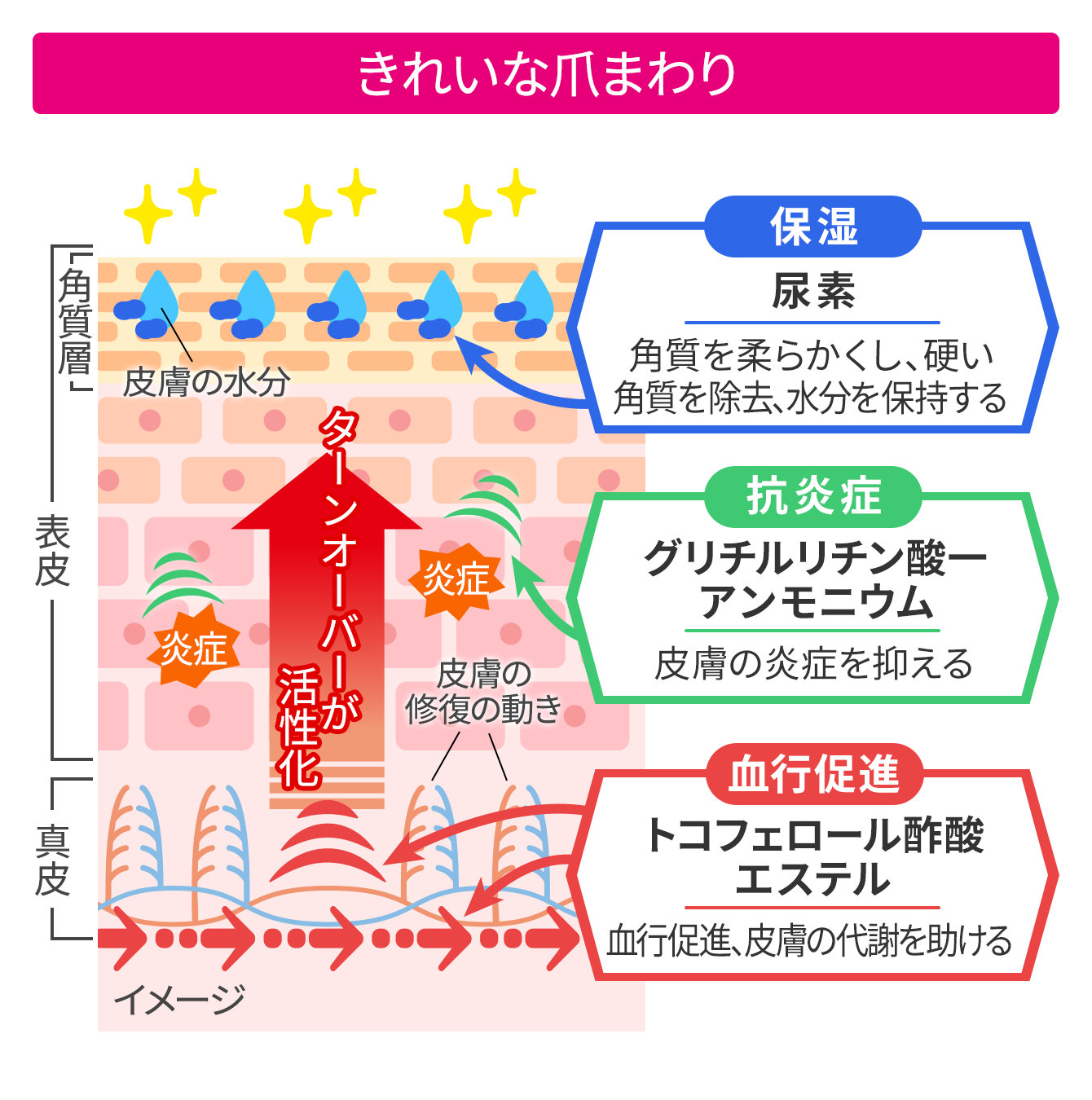 きれいな爪まわりの皮膚 簡略図