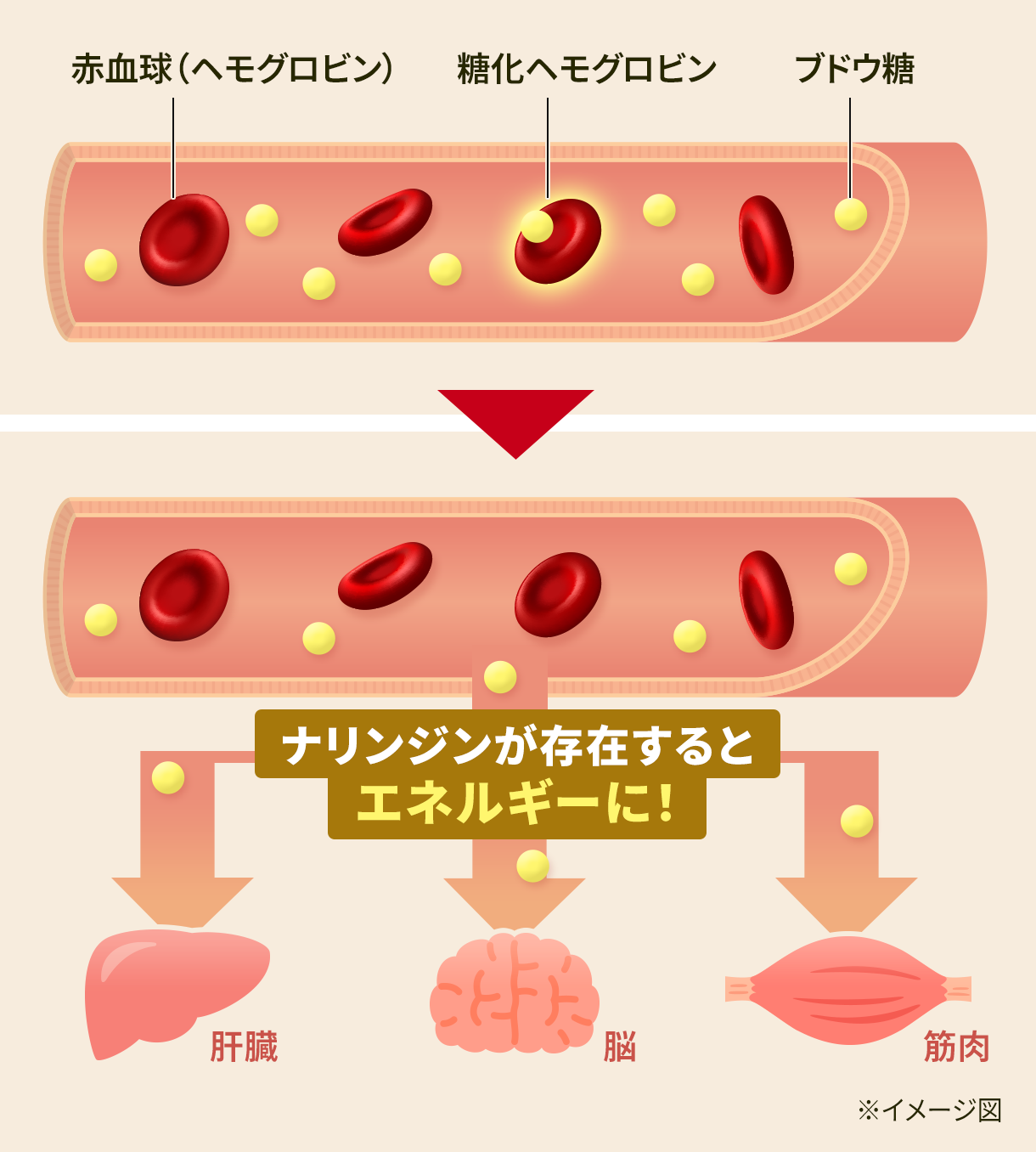 ナリンジンがヘモグロビンA1c（HbA1c）を下げるメカニズム