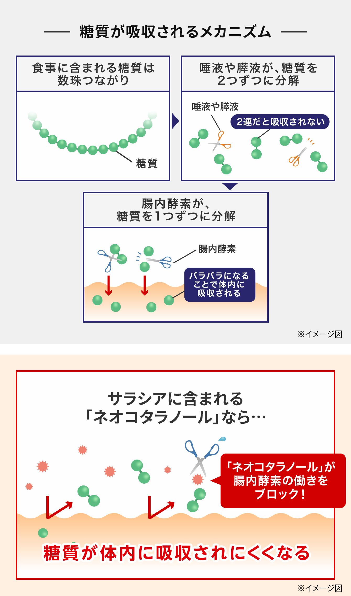 糖質が吸収されるメカニズム サラシアに含まれる「ネオコタラノール」なら…糖質が体内に吸収されにくくなる