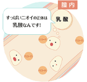 すっぱいニオイの正体は乳酸なんです！