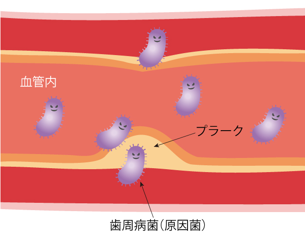 からだの効果は歯と歯ぐきから