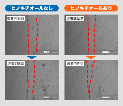 歯ぐき細胞活性化作用